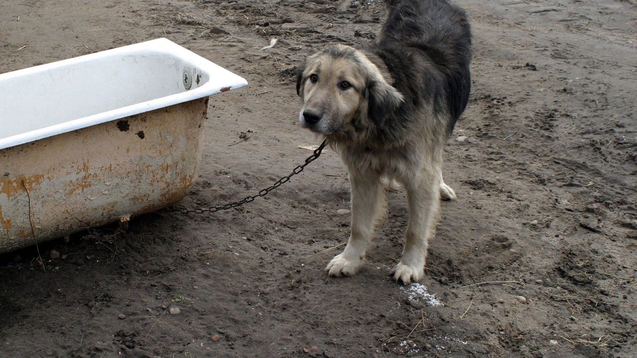 "To tylko pies", szczekający przedmiot z budy