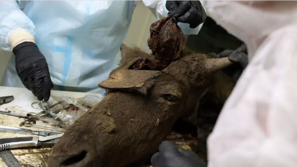 Naukowcy naprawdę chcą to zrobić