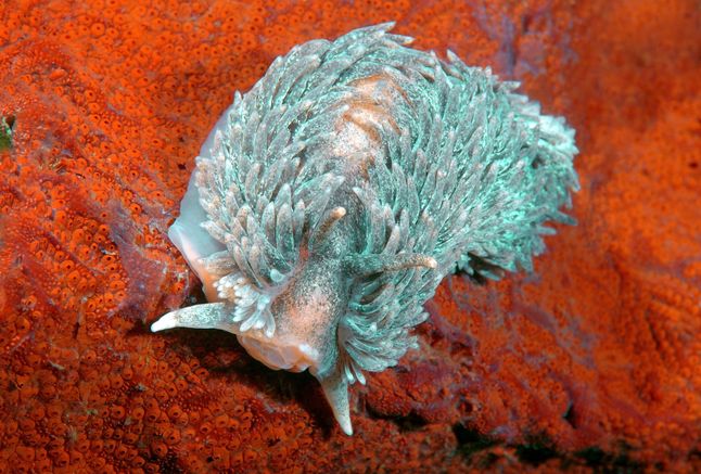 Aeolidia papillosa