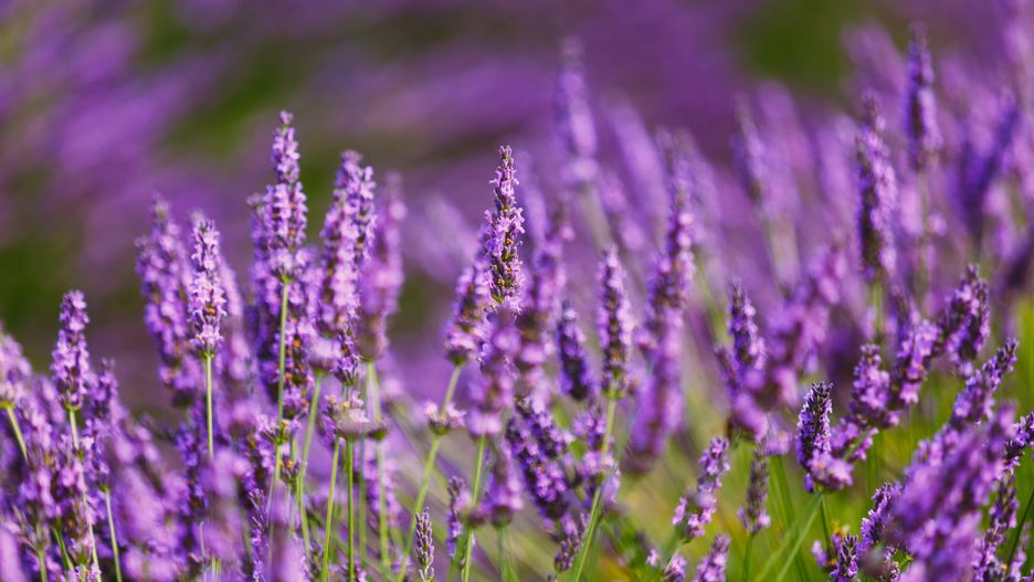 Beautiful Blooming Lavender Flowers. Summer season in Provence,
Beautiful Blooming Lavender Flowers. Summer season in Provence, France. Close up. Background
Ryhor Bruyeu
background, beautiful, blooming, blossom, close, color, europe, farmland, field, flora, flower, fragrant, france, french, garden, green, herb, herbal, lavendar, lavender, natural, nature, nobody, plant, provence, purple, summer, up