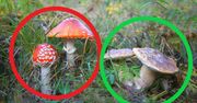 Idziesz na grzyby? Uważaj! Te pomyłki mogą mieć koszmarne skutki