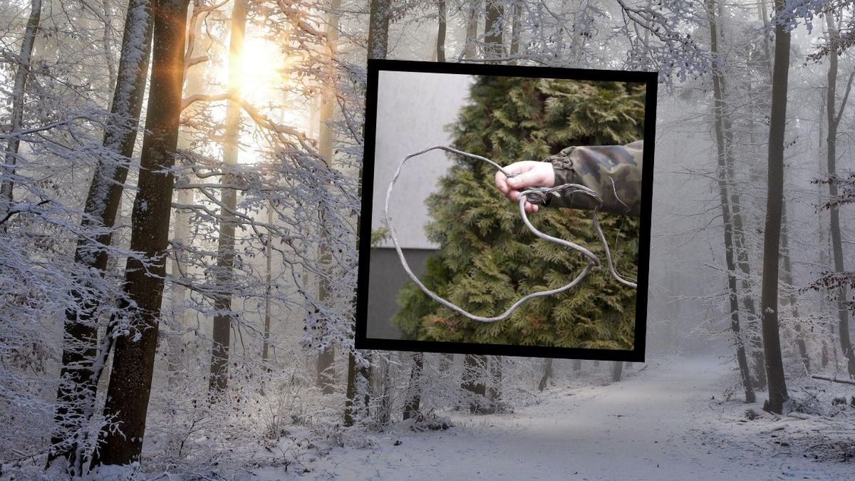 Kłusownictwo w lasach Nadleśnictwa Świdnica: Leśnicy biją na ala