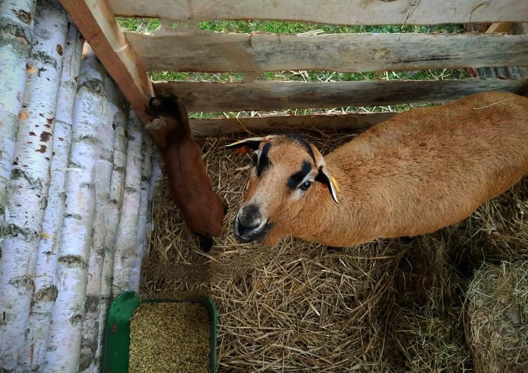 Świąteczna kradzież w Ujeździe: 42-latek porwał baranka z żywej szopki