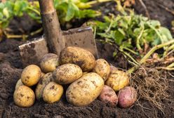 Producenci ziemniaków są załamani. Wszystko przez brak odszkodowań