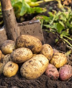 Producenci ziemniaków są załamani. Wszystko przez brak odszkodowań