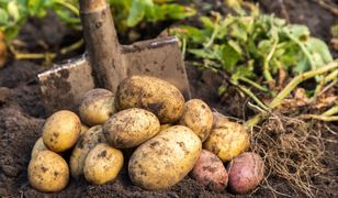 Producenci ziemniaków są załamani. Wszystko przez brak odszkodowań