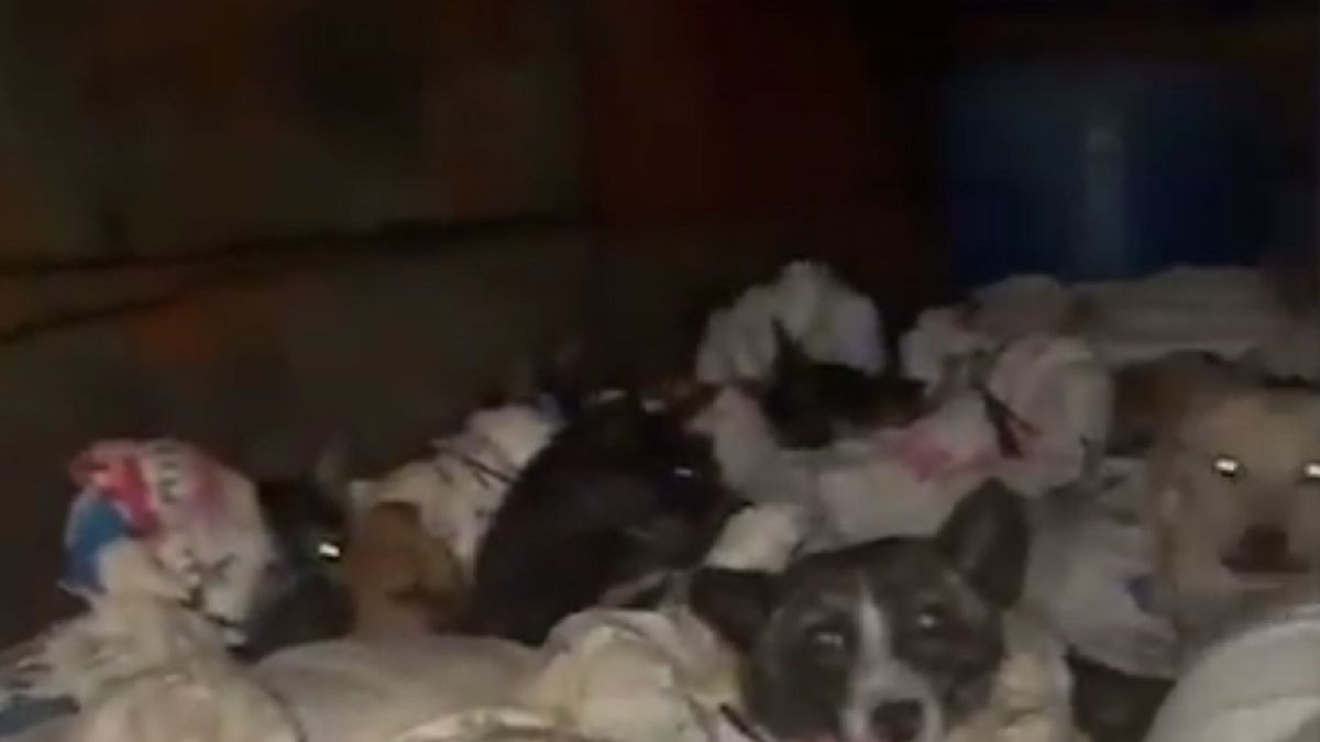 Udało się uratować kilkadziesiąt psów.