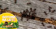 Wystarczy kilka garści proszku. Tak pozbędziesz się mrówek