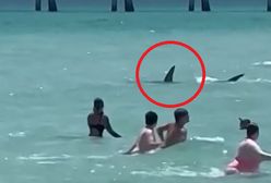 Rekin tuż przy plaży. Ludzie uciekali z wody przerażeni