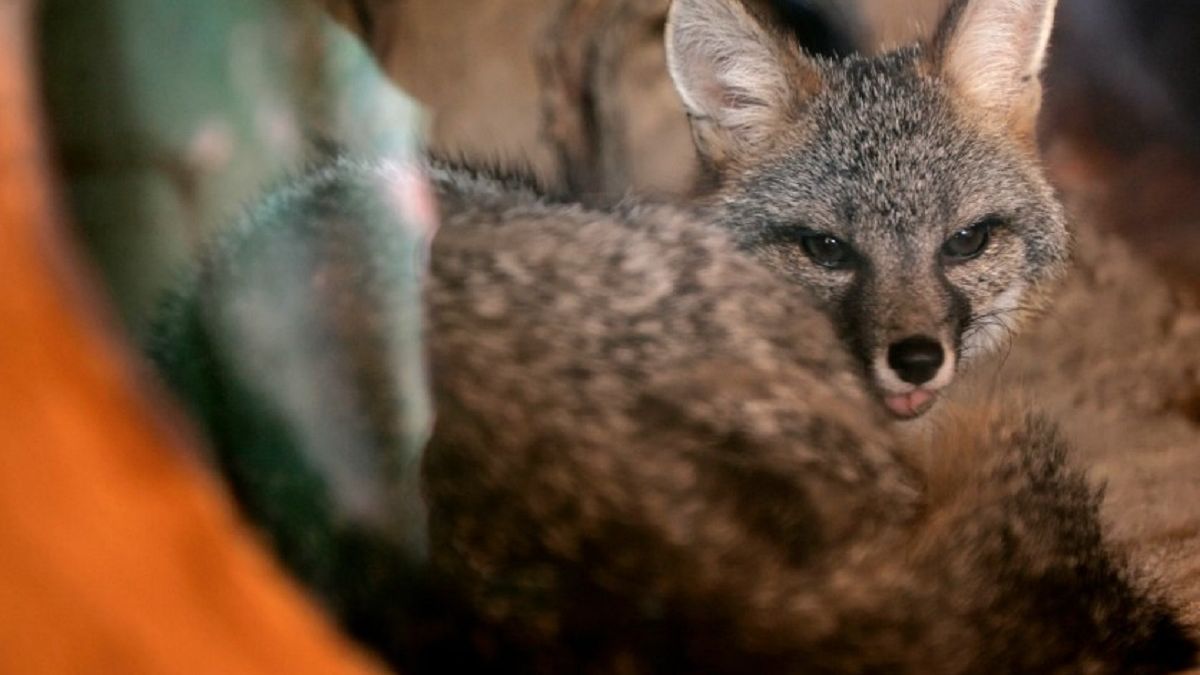 Koszmar w Nowym Jorku. Lis szary zaatakował kilka osób 