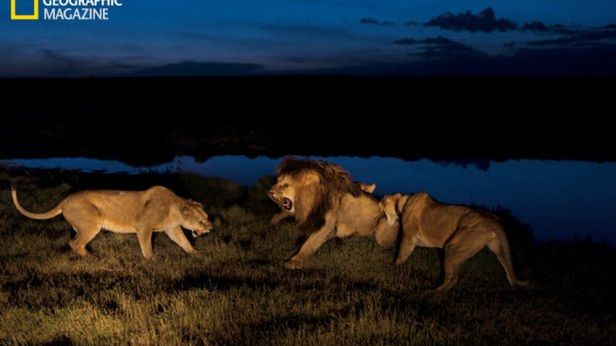 Drony, małe czołgi, zdalne aparaty. Tak się dzisiaj fotografuje dzikie zwierzęta 1