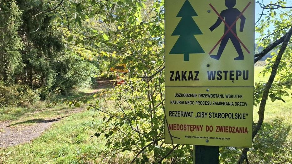 Rezerwat cisów we Wierzchlesie jest zamknięty dla zwiedzających.