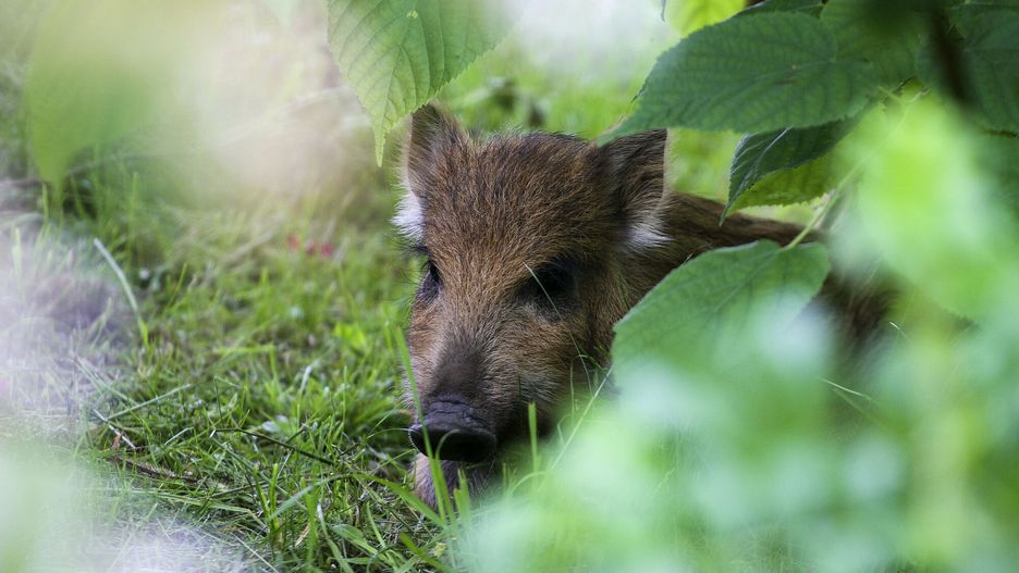 Kobieta przygarnęła warchlaka