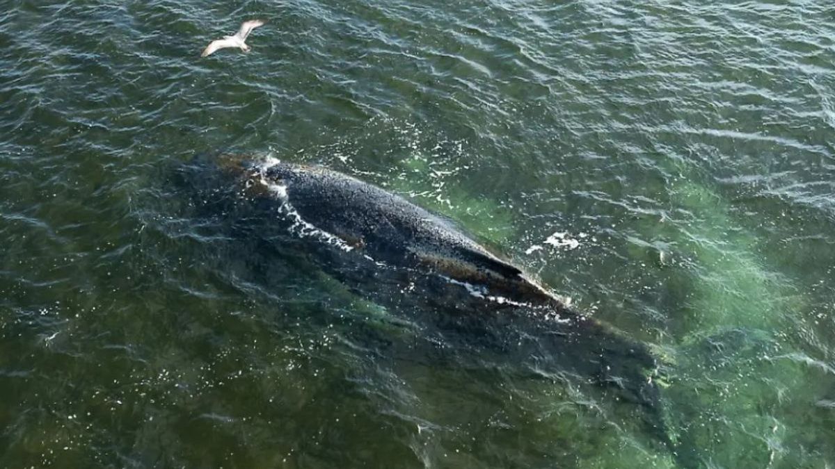 Humbak u wybrzeży Wismaru walczy