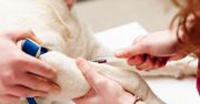Test, który może uratować życie twojego psa. Nie czekaj z decyzją