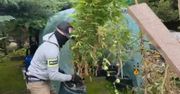 Warszawa: Marihuana na ogródkach działkowych. 52-latek zatrzymany