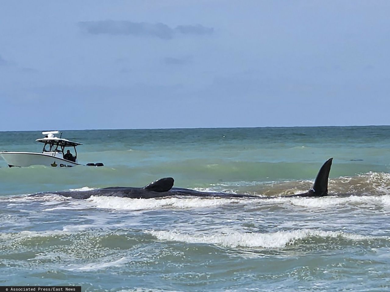 The sperm whale died off the coast of Florida.