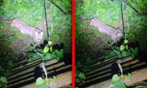 Puma pod Koszalinem. Ekspert zabrał głos