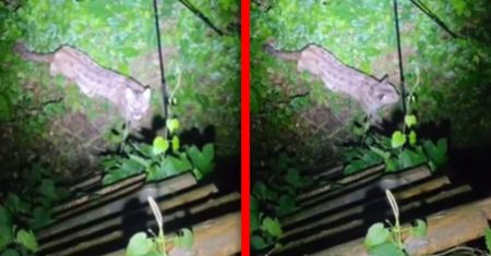 Puma pod Koszalinem. Ekspert zabrał głos