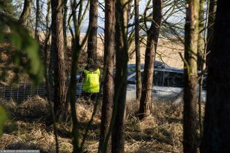 Złodzieje kradną mech z lasów. W Niemczech pojawiła się nowa moda