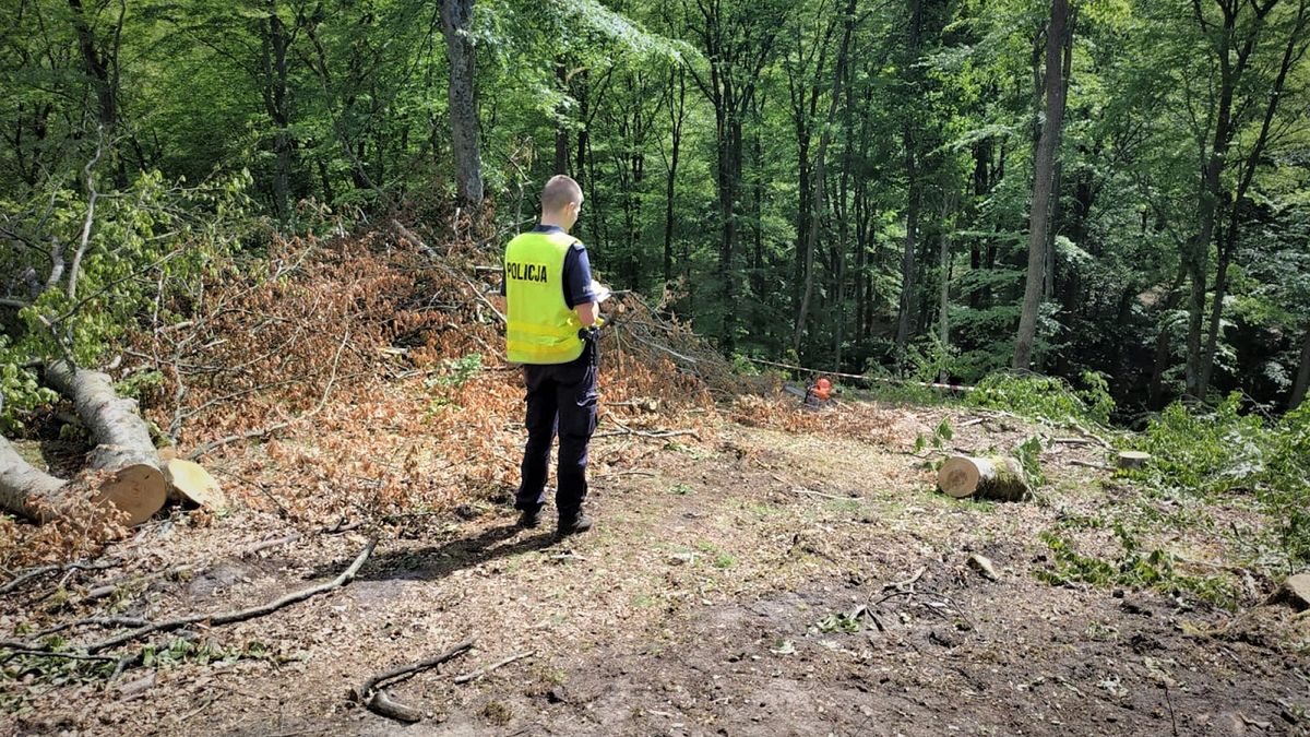 Podczas ścinania drzew doszło do wypadku. Zginął 23-letni mężczyzna. 