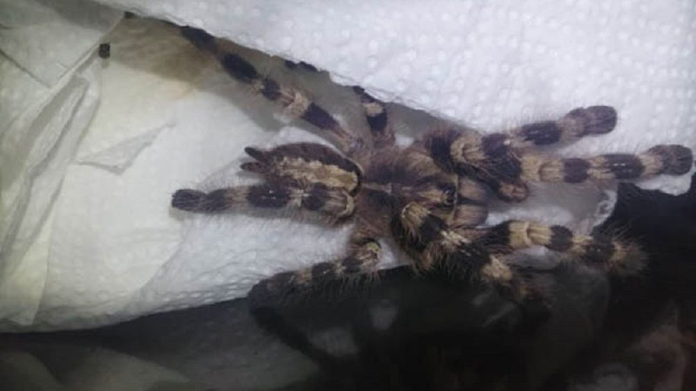 Ptasznik olbrzymi znaleziony w jednym z mieszkań w Warszawie