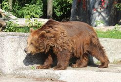 Niedźwiedzice przeniesione do środka zoo. Budzą się po narkozie