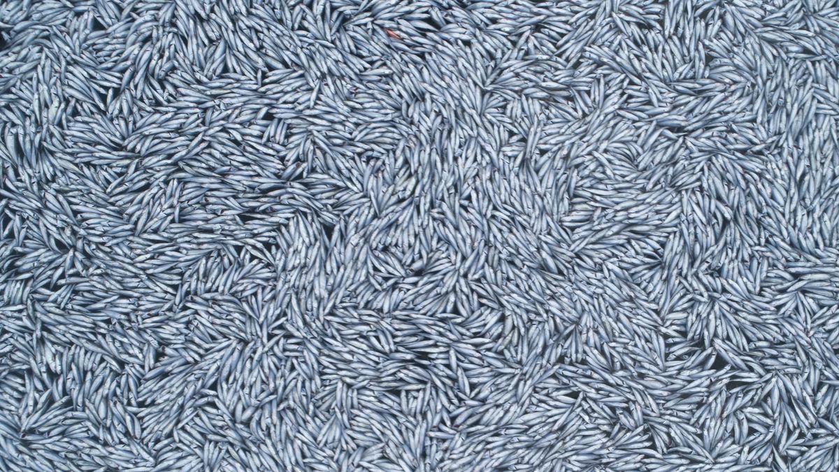 100 tysięcy martwych ryb. Szokujące zdjęcia z wybrzeży Francji 1