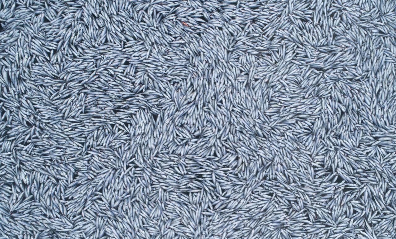 100 tysięcy martwych ryb. Szokujące zdjęcia z wybrzeży Francji