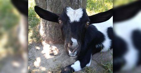 Zaginęła koza w okolicach Parczewa. Trwają poszukiwania