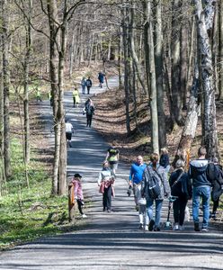 Protest w Łodzi. Wycinka lasu pod budowę hal i magazynów