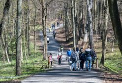 Protest w Łodzi. Wycinka lasu pod budowę hal i magazynów