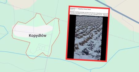 Dramat rolnika. Niesie się wideo. Całe pole zamarzło. "Straty"