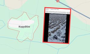 Dramat rolnika. Niesie się wideo. Całe pole zamarzło. "Straty"