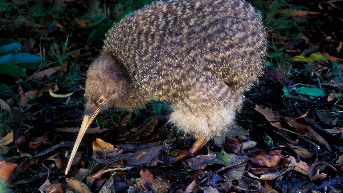 Kiwi Browser obsługuje rozszerzenia Chrome'a (Getty / MyLoupe)