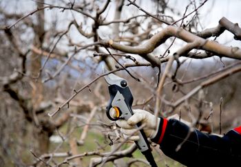Jakie rośliny przycinać w styczniu? To musi wiedzieć posiadacz ogrodu