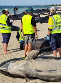 Mysterious stranding of marine mammals leaves experts puzzled