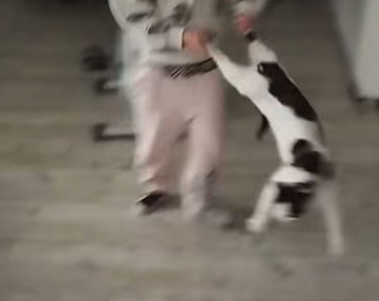 Pokazała jak dziecko "bawi się" z kotem. "Policja robi już swoje"