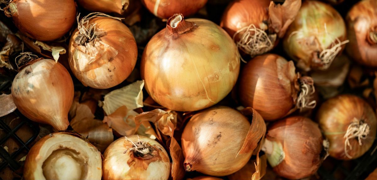 Wilgotna cebula po zbiorach. Jak zabezpieczyć plon przed chorobami?