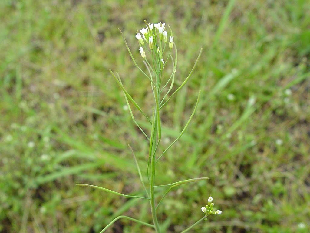 Arabidopsis thaliana