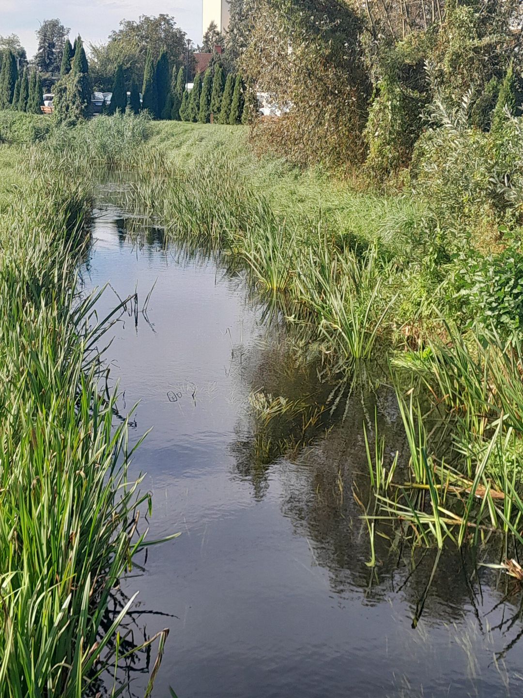 Bifurkacja wągrowiecka - skrzyżowanie rzek