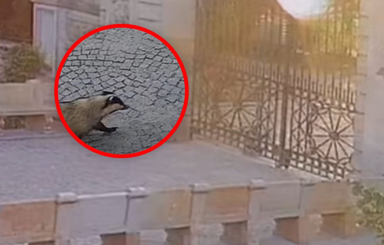 Niespodziewany gość w Wilanowie. Wszystko się nagrało