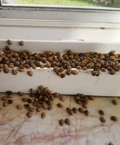 Arlekiny w Polsce. Nie wpuszczaj ich do domu, mogą ugryźć