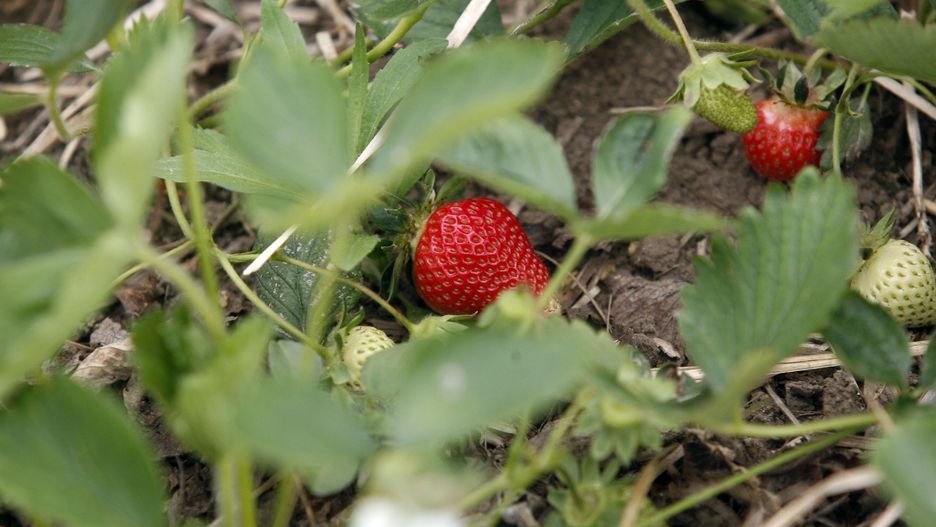 Truskawki to jedne z chętniej kupowanych owoców lata.