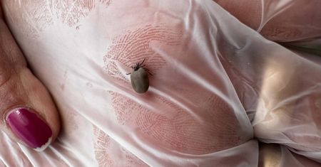 Jak usunąć kleszcza bez pęsety? Jest prosty sposób, ale liczy się czas