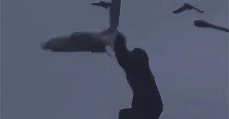 Goryl wbiegł na drzewo. Po chwili stało się to. Wideo ma 2 mln odsłon