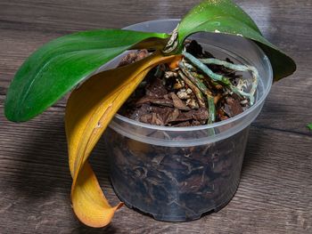 Wsyp do doniczki, a pąków będzie mnóstwo. Storczyk aż się o to prosi