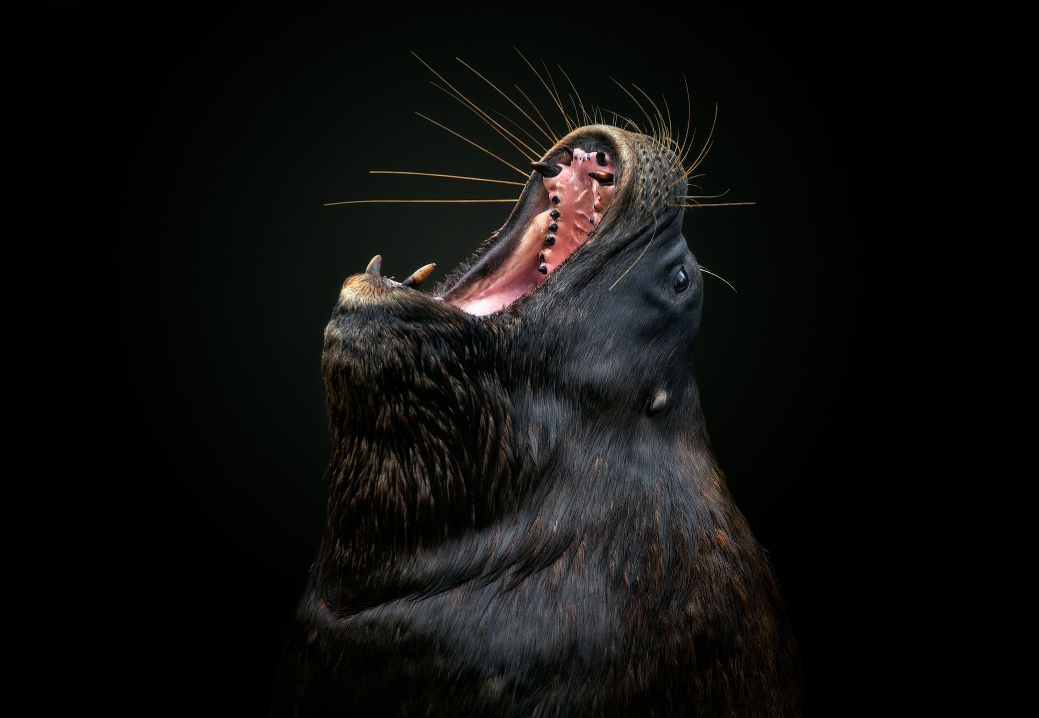 Piotr Leczkowski zwycięzcą polskiej edycji National Awards w Sony World Photography Awards 2019 18