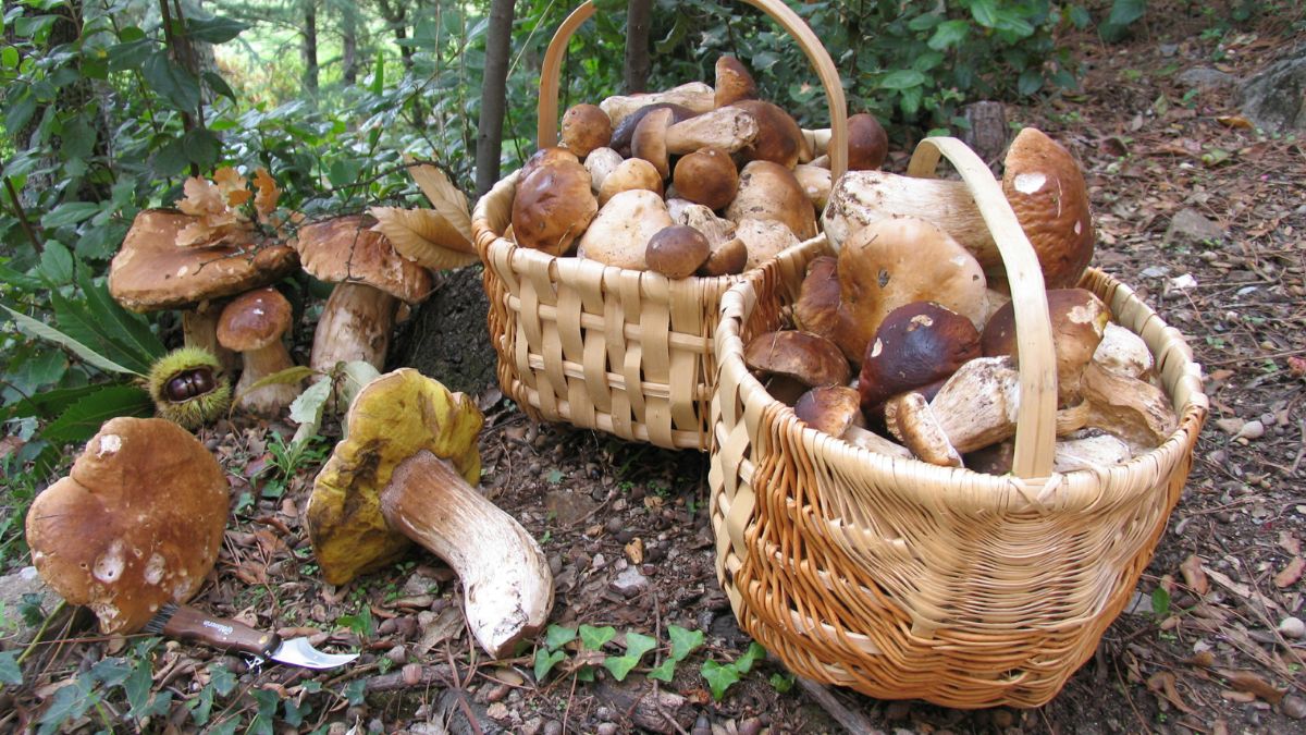 Grzybobranie w maju może być udane