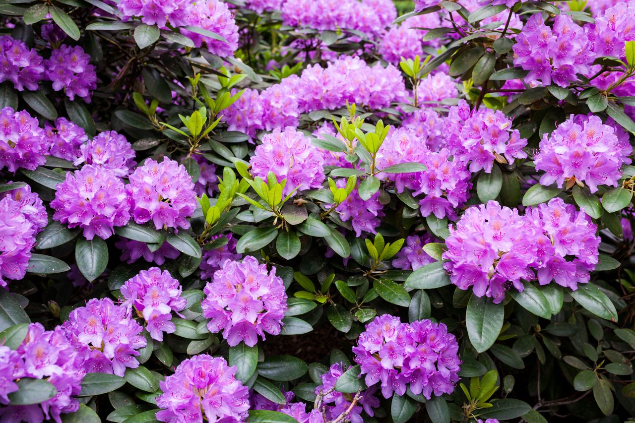 Najważniejszy zabieg w czerwcu. Rododendron szybko się odwdzięczy